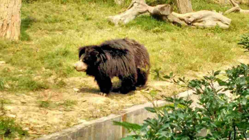 Bear at National Zoological park Delhi