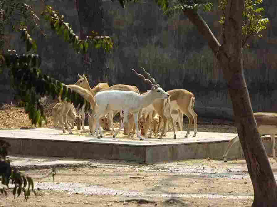 Deers at National Zoological park Delhi