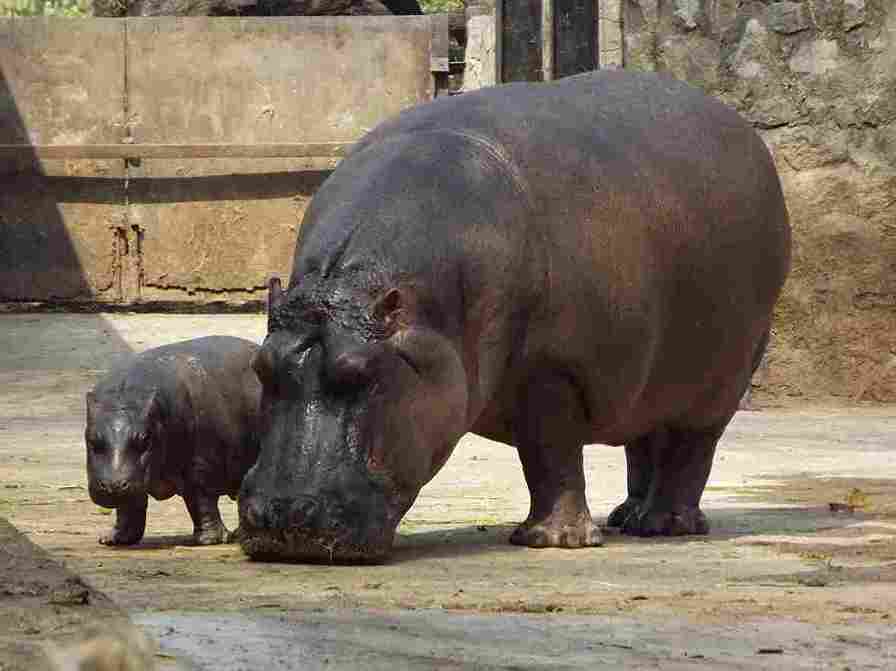 Hippo at National Zoological park Delhi