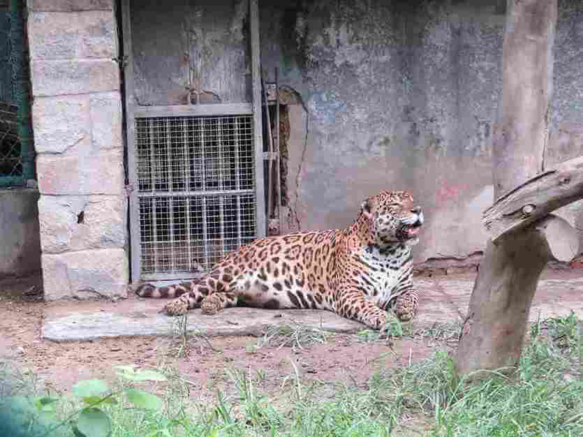Jaguar at National Zoological park Delhi