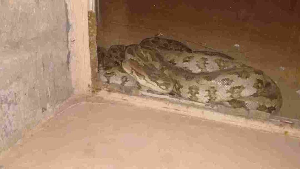 Snakes at National Zoological park Delhi