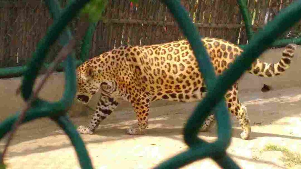 cheetah at National Zoological park Delhi