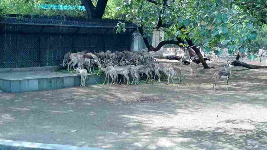 Deers at National Zoological park Delhi
