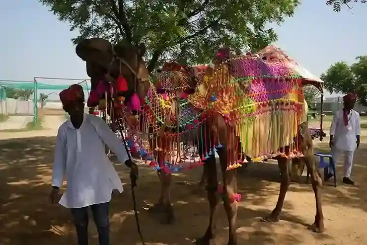 Joygaon camel ride